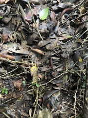 Rhinocricus parcus