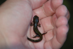 Ambystoma macrodactylum
