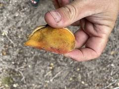 Sterculia quadrifida