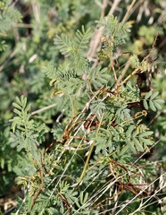 Desmanthus leptolobus