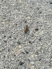 Melanoplinae