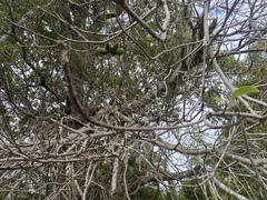 Sterculia quadrifida