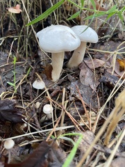 Hygrophorus eburneus