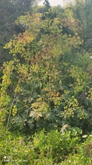 Tordylieae