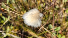 Eriophorum virginicum