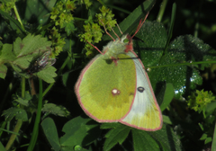 Colias phicomone