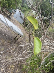 Sterculia quadrifida
