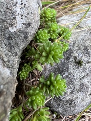 Sedum alpestre