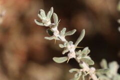 Sclerolaena cornishiana