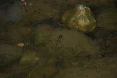 Ambystoma macrodactylum