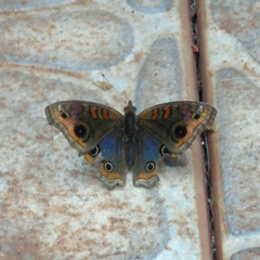 Junonia genoveva hilaris