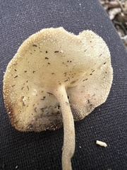 Helvella macropus