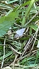 Celastrina
