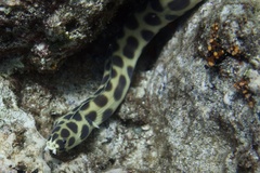 Myrichthys maculosus