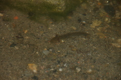 Ambystoma macrodactylum