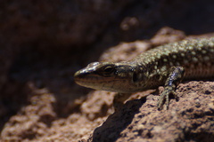 Anatololacerta anatolica