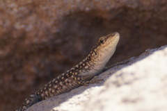 Anatololacerta anatolica