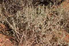Sclerolaena cornishiana