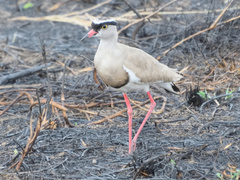 Vanellus coronatus
