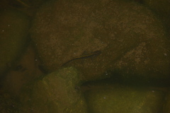 Ambystoma macrodactylum