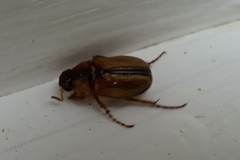 Amphimallon solstitiale