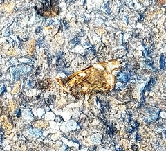 Vanessa atalanta atalanta