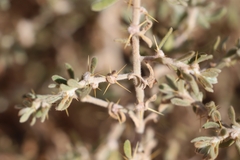 Sclerolaena cornishiana