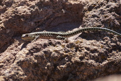 Anatololacerta anatolica