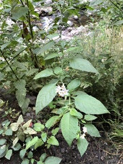 Solanum douglasii