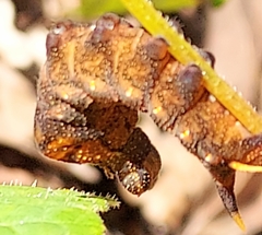 Darapsa myron