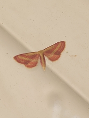 Leptostales laevitaria