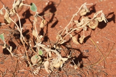 Sclerolaena cornishiana