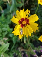 Agapostemon texanus