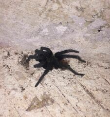 Tliltocatl epicureanus