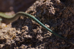 Anatololacerta anatolica