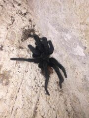 Tliltocatl epicureanus