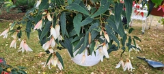 Begonia boliviensis