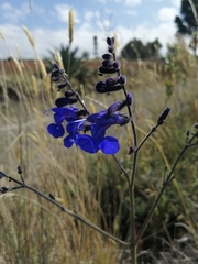 Salvia sagittata
