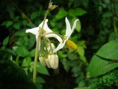 Solanum enantiophyllanthum