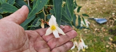 Begonia boliviensis