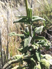 Salvia sagittata