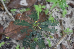Biophytum sensitivum