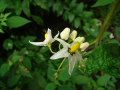 Solanum enantiophyllanthum