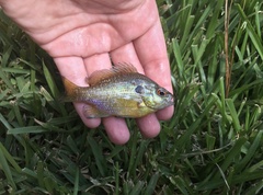 Lepomis marginatus