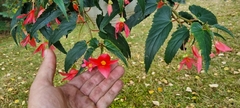Begonia boliviensis