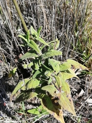 Salvia sagittata