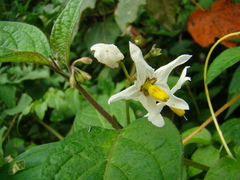 Solanum enantiophyllanthum