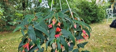 Begonia boliviensis