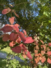 Cornus drummondii