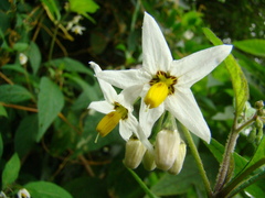 Solanum enantiophyllanthum